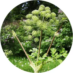 Norwegian angelica