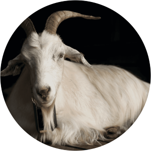 Norwegian Dairy Goat