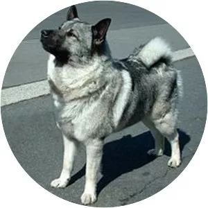 Norwegian Elkhound