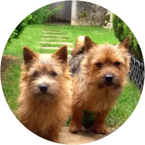 Norwich Terrier