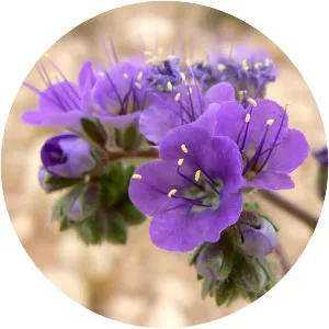 Notchleaved phacelia