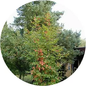 Nothofagaceae
