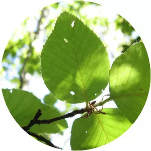 Nothofagus alessandri