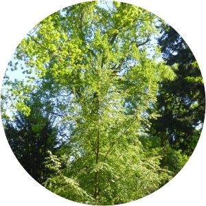 Nothofagus alessandrii photograph