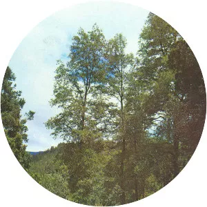 Nothofagus alpina - Plants