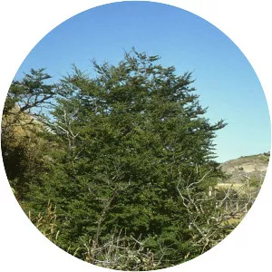 Nothofagus antarctica - Plants