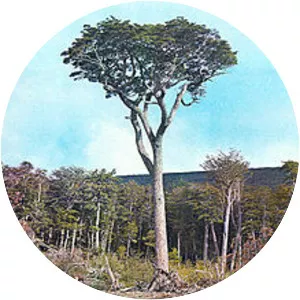 Nothofagus betuloides