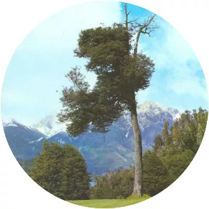 Nothofagus dombeyi - Plants