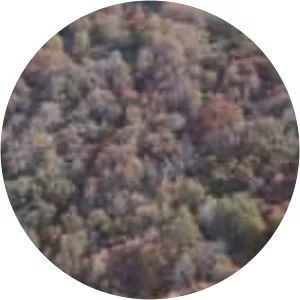 Nothofagus macrocarpa