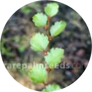 Nothofagus menziesii - 