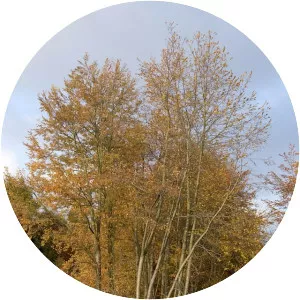 Nothofagus obliqua - Plants