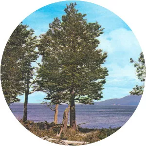 Nothofagus pumilio - Plants