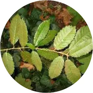 Notholithocarpus densiflorus