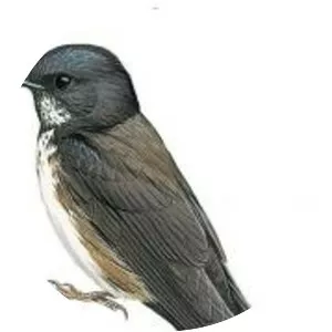 Notiochelidon - Bird