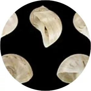 Notocochlis dillwynii