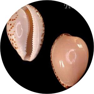 Notocypraea angustata - 