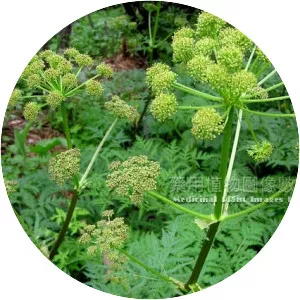 Notopterygium incisum