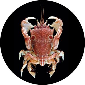 Notopus dorsipes - Animal