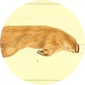 Notoryctes photograph