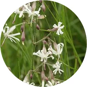 Nottingham catchfly - Plants