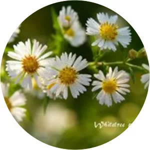 Nouha Baccour - Author