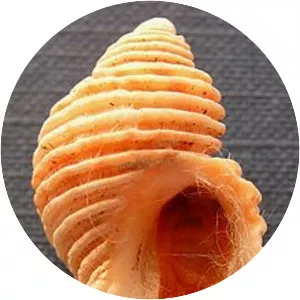 Nucella canaliculata