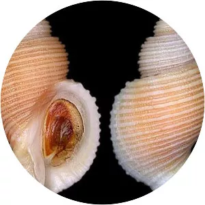 Nucella lima