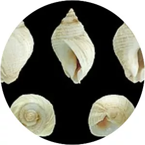 Nucella