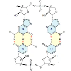 Nucleobase - Chemical compound
