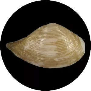 Nuculana acuta - 