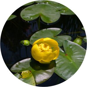 Nuphar polysepala - Plant