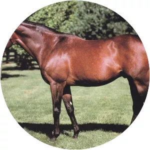 Nureyev - Horse