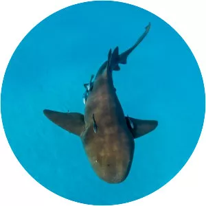 Nurse shark