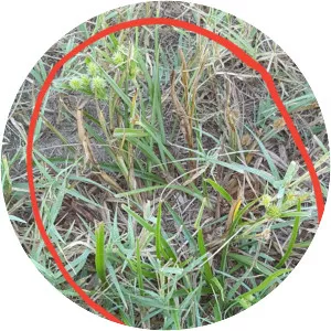 Nut grass - Plants