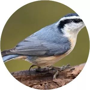 Nuthatches