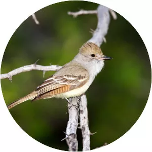 Nutting's flycatcher
