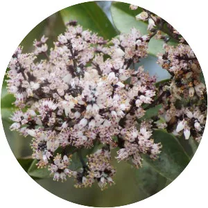 Nuxia verticillata - 