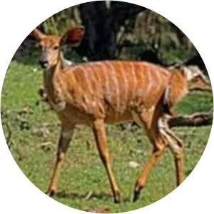 Nyala