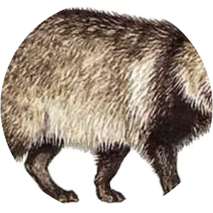 Nyctereutes - Animal