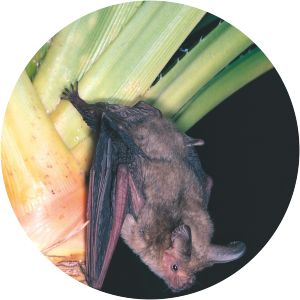 Nyctophilus arnhemensis - Animal