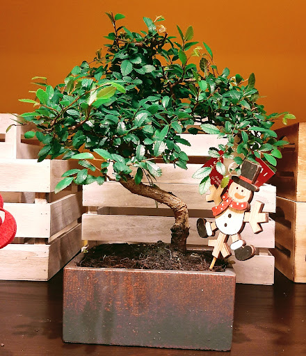 O Agro Arte Floral - Florist in Betanzos, Spain