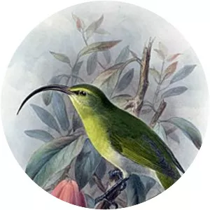 Oʻahu ʻakialoa - Bird