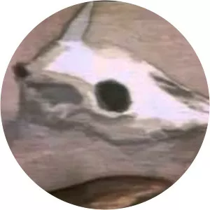 O Tempo e o Vento (minissérie)