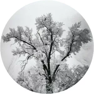 Oak Tree, Snow Storm, Yosemite, from Portfolio . . .