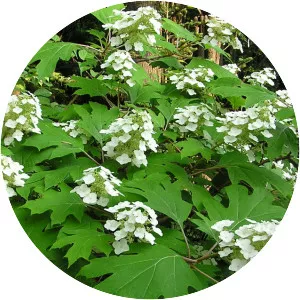 Oakleaf hydrangea - Plants