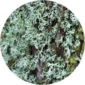 Oakmoss