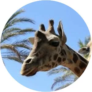 Oasis Park Fuerteventura