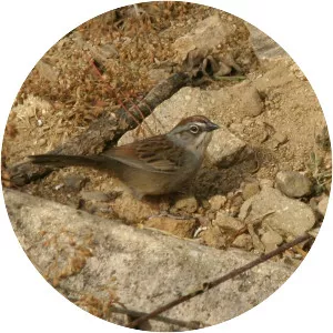 Oaxaca sparrow