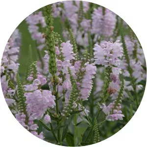 Obedient plant