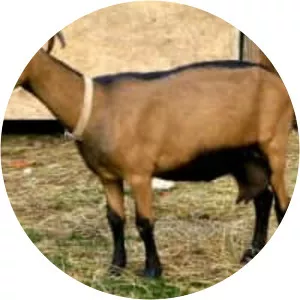 Oberhasli goat